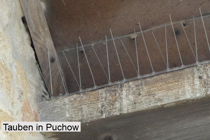 Tauben in Puchow